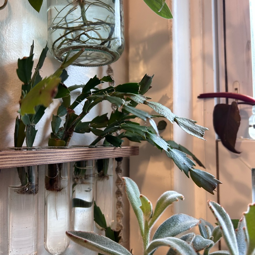 Thanksgiving cactus starter plants - Picture 3 of 3